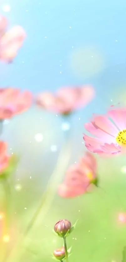 Pastel pink flowers with a dreamy blue sky background.