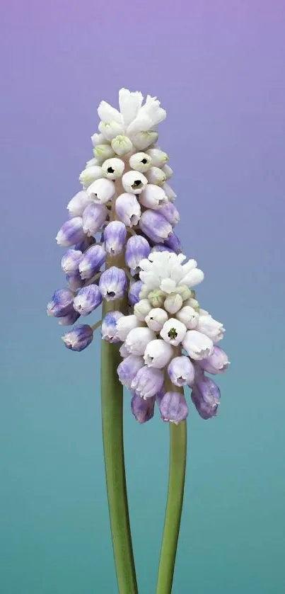 Purple and white flowers with a gradient background.