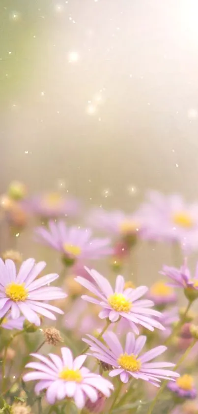 Pastel daisies in a soft, dreamy light on mobile wallpaper.