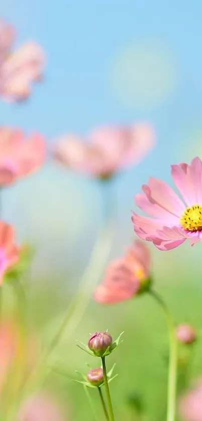 Delicate pink flowers against a soft blue sky create a calming phone wallpaper.