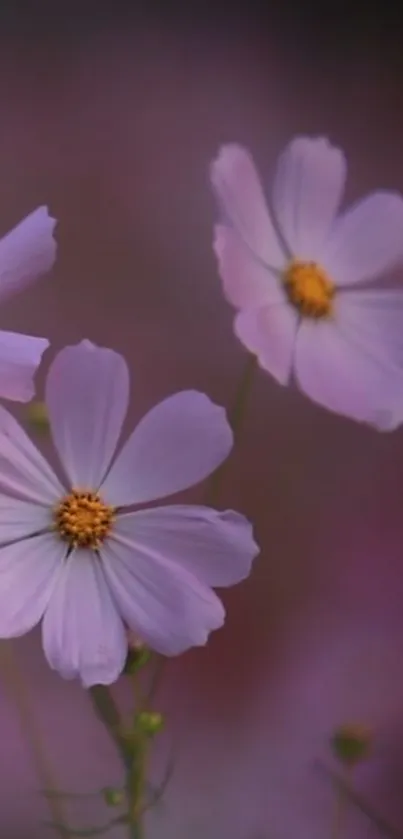 Elegant pastel flowers with soft pink petals and a soothing lavender background.