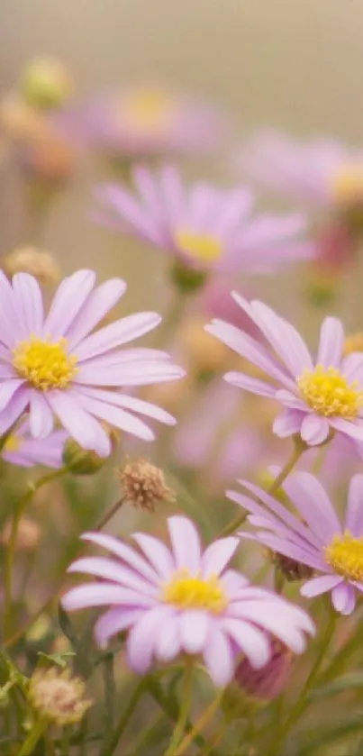 Soft pastel pink floral wallpaper with delicate blossoms and serene ambiance.