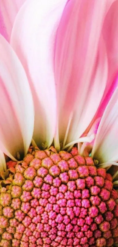 Pastel pink flower with delicate petals.