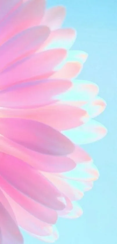 Soft pink flower with sky blue background wallpaper.