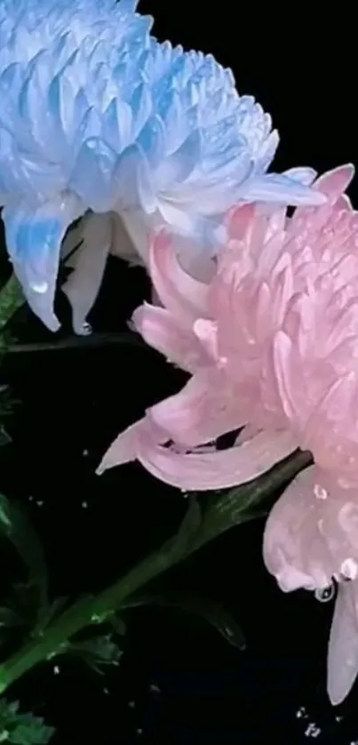 Pastel flowers with pink and blue petals on a dark background.