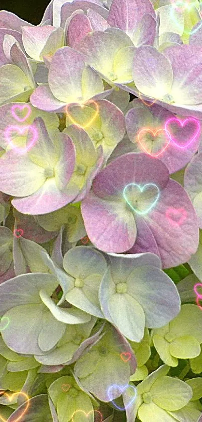 Pastel pink and purple hydrangea with green leaves wallpaper.