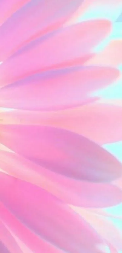 Pastel pink flower petals on a blue backdrop, creating a soothing mobile wallpaper.