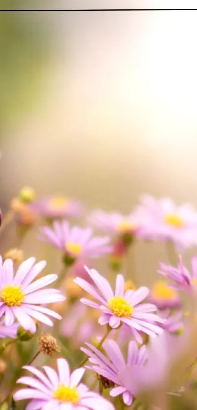 Soft focus pastel pink daisy flowers against a blurred background.