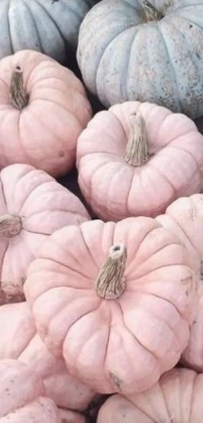 Pastel pumpkins in soft hues, perfect for mobile wallpaper.