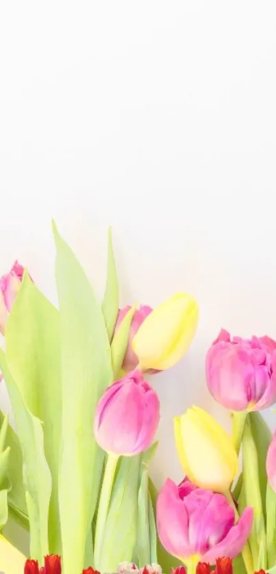 Vibrant mobile wallpaper with pastel tulips on a white background.