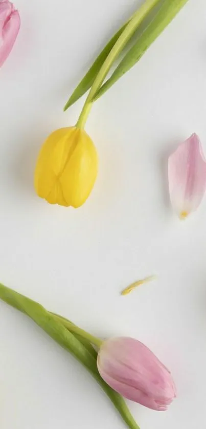 Pastel tulips scattered on a white background.