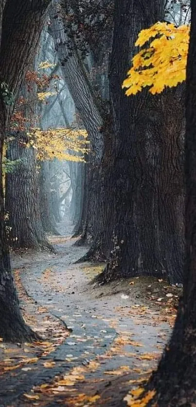 Autumn woodland path with yellow leaves and towering trees.