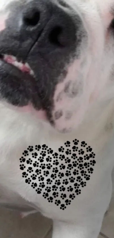 Bulldog with paw print heart design on white background.