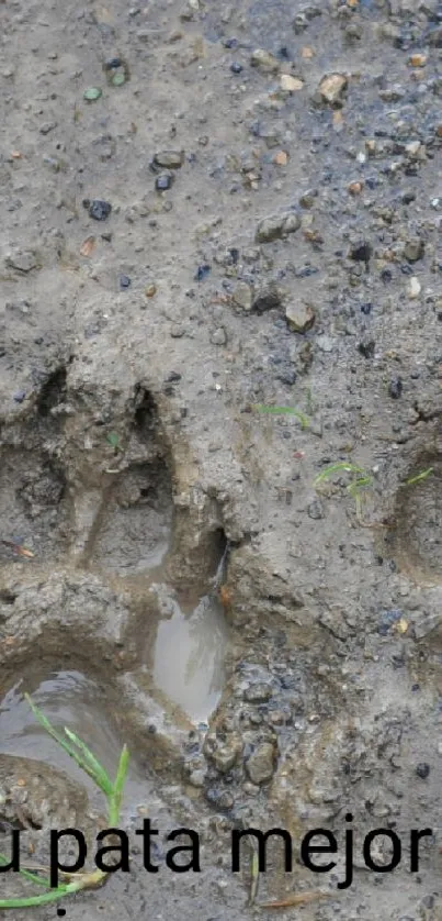 Muddy paw prints with green leaves visible.
