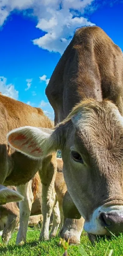 Peaceful cows grazing in alpine landscape under blue sky.