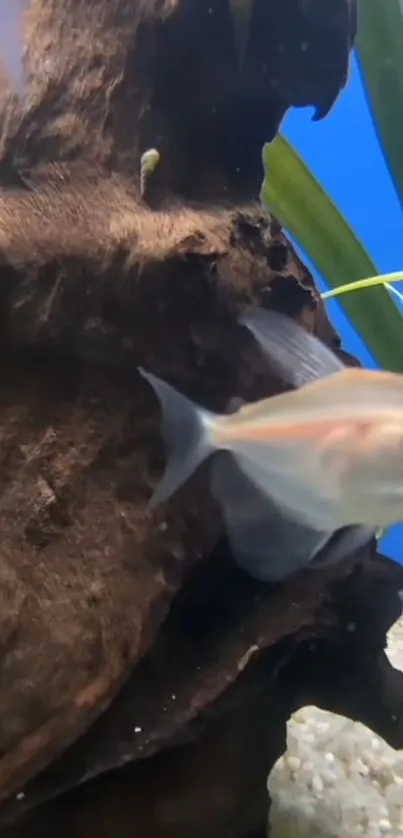 Serene aquarium scene with fish and driftwood.