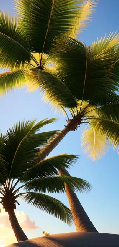 Lush green palm trees under a sunny sky.