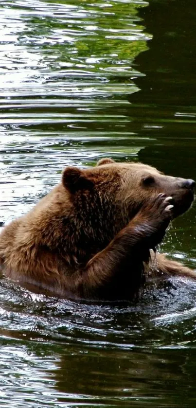 Brown bear peacefully swimming in green water.