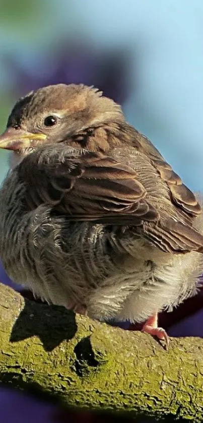 Fluffy bird perched on a sunlit branch with a blurred background.