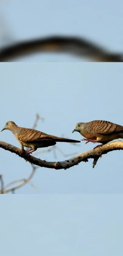 Two peaceful birds perched on a branch against a blue sky background.