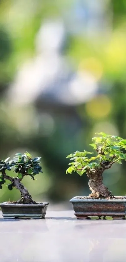 Two bonsai trees in pots with a blurred green background.