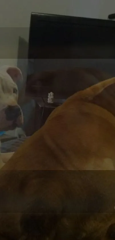 Two bulldogs resting in a cozy living room setting.