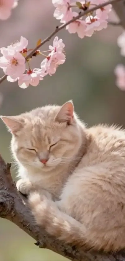 Serene beige cat resting on tree branch with pink cherry blossoms in background.