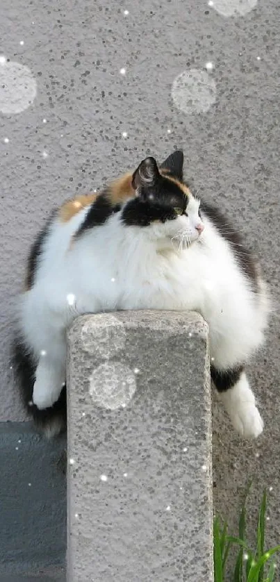 Fluffy calico cat lounging atop a stone wall.