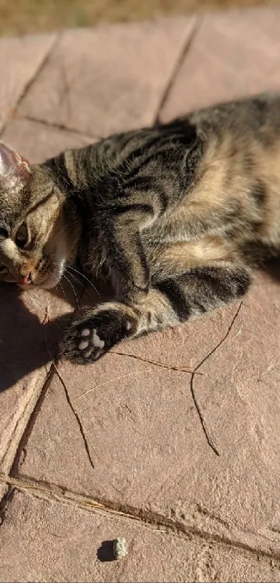 Tabby cat laying on sunlit pink stone pavement outdoors.