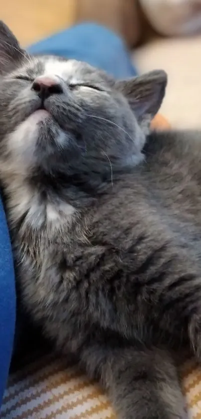 Gray cat sleeping peacefully on a cozy surface.