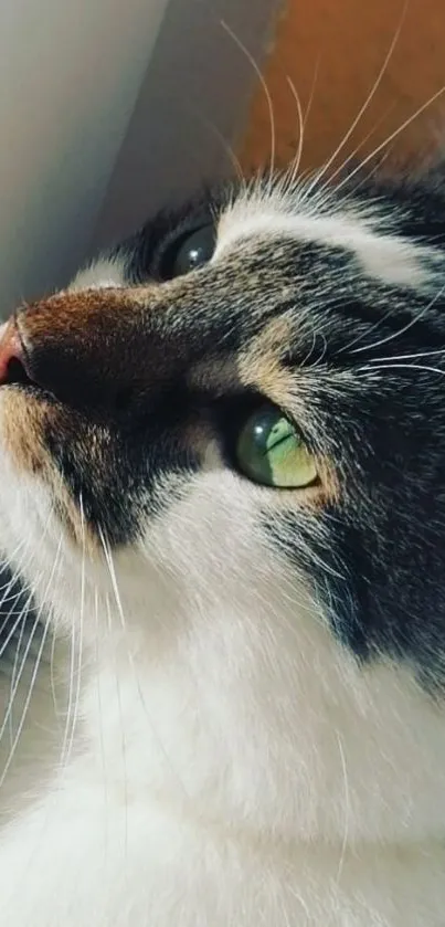 Close-up of a green-eyed cat looking peaceful in natural lighting.