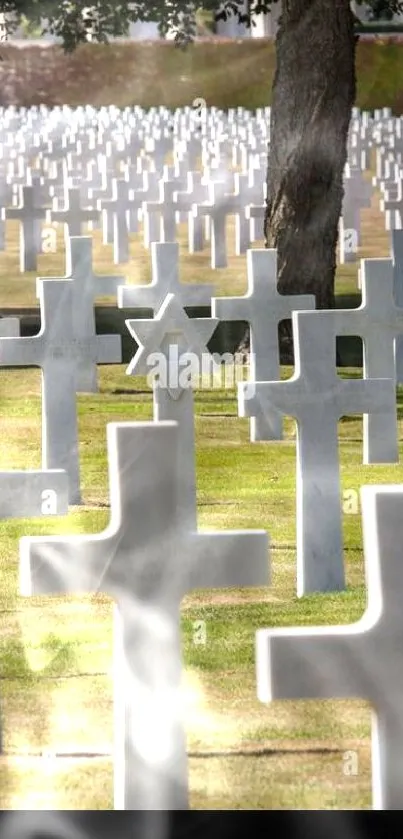 Serene cemetery with rows of white crosses under green trees.