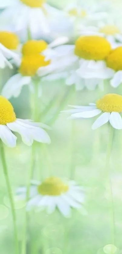 Mobile wallpaper with chamomile flowers against a soft green background.