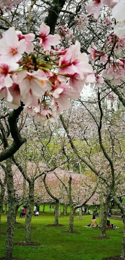 Cherry blossom trees with pink flowers and green grass in peaceful grove.