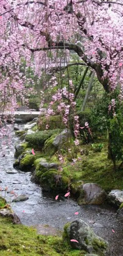 Lovely cherry blossoms over a tranquil stream in a lush garden setting.