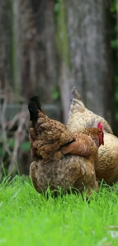 Chickens peacefully grazing on green grass.