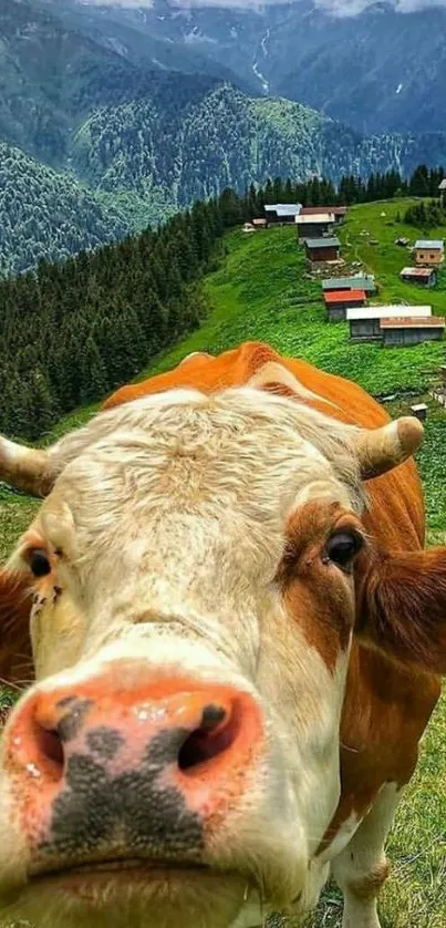 Curious cow in lush green mountain landscape with rural houses.