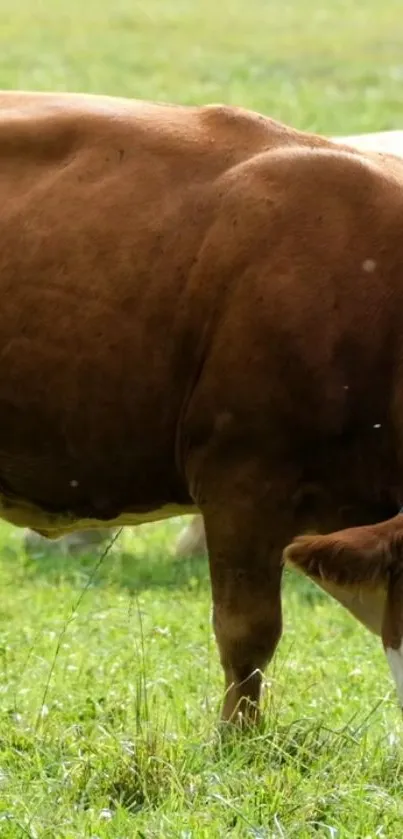 Cow grazing peacefully in green pasture.