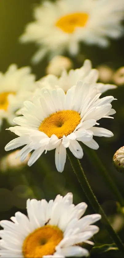 Elegant daisies with white petals and yellow centers in a green garden.