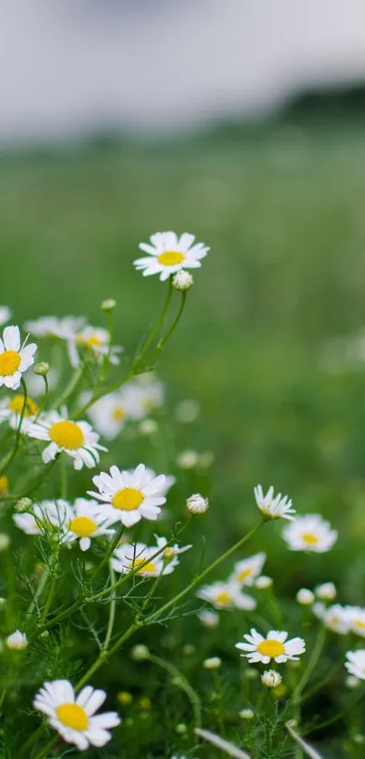 Daisies blooming in a lush green field with a serene atmosphere.