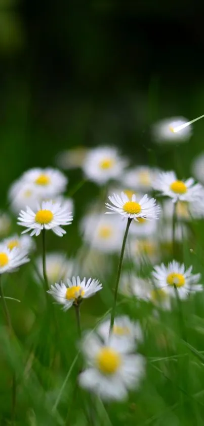 White daisies with yellow centers in a lush green meadow.