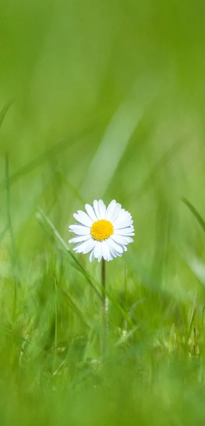 Single white daisy on a green field with soft focus background.