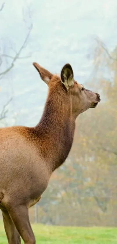 Majestic deer in a tranquil autumn landscape wallpaper.