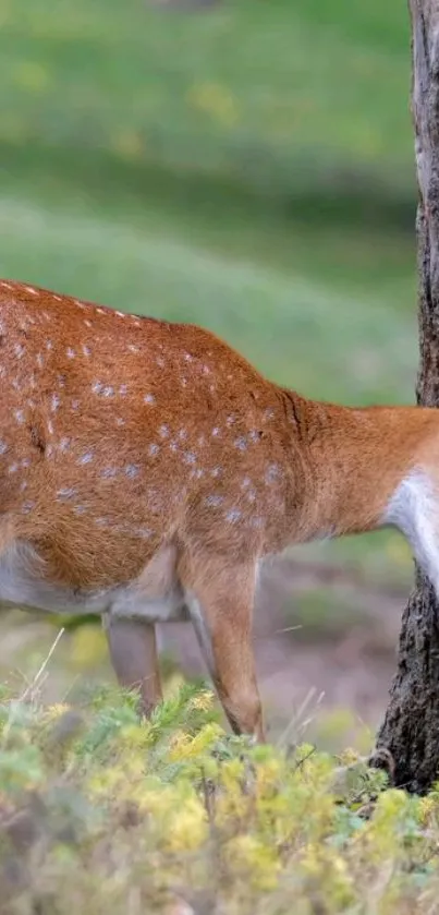 Deer resting against a tree in a lush green forest.