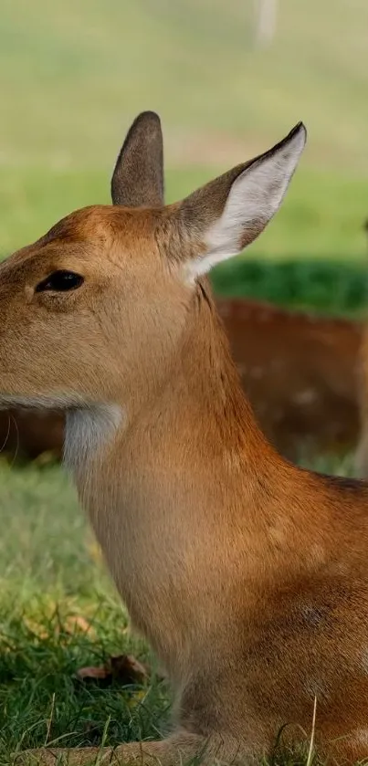 A serene deer resting in a lush green meadow, perfect for mobile wallpaper.