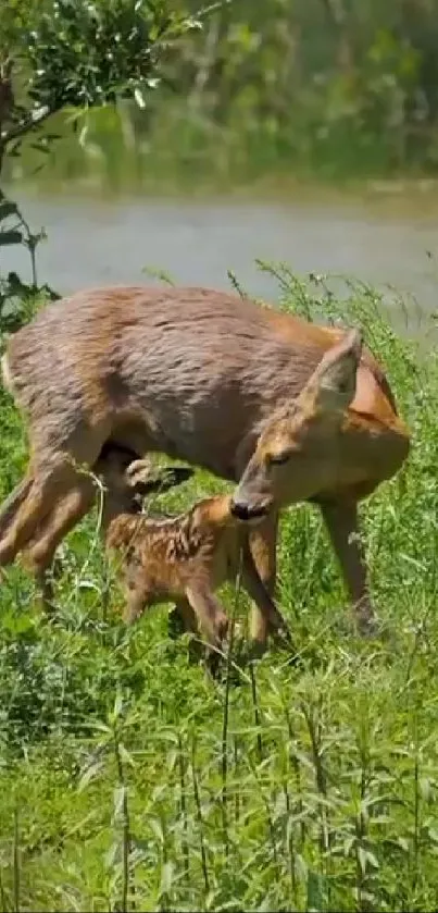 Mother and baby deer in lush green meadow.