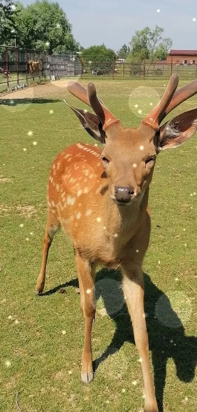 Deer standing in a sunlit, grassy field under a clear blue sky.