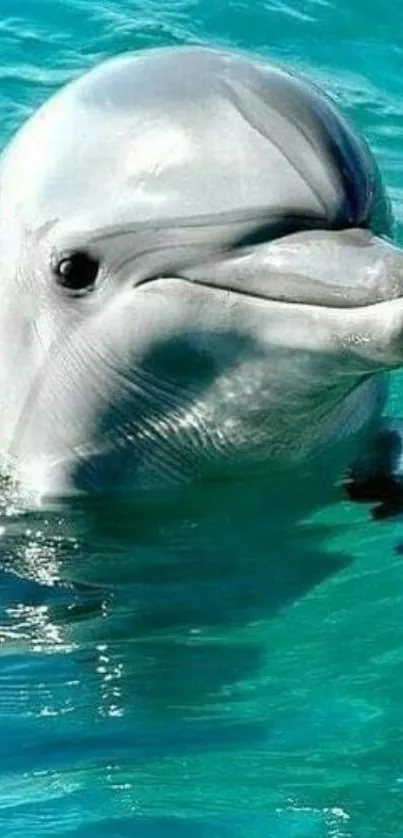 Dolphin swimming in vibrant turquoise waters.