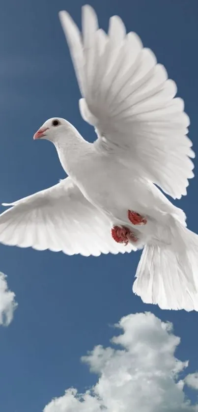 White dove soaring in a clear blue sky.