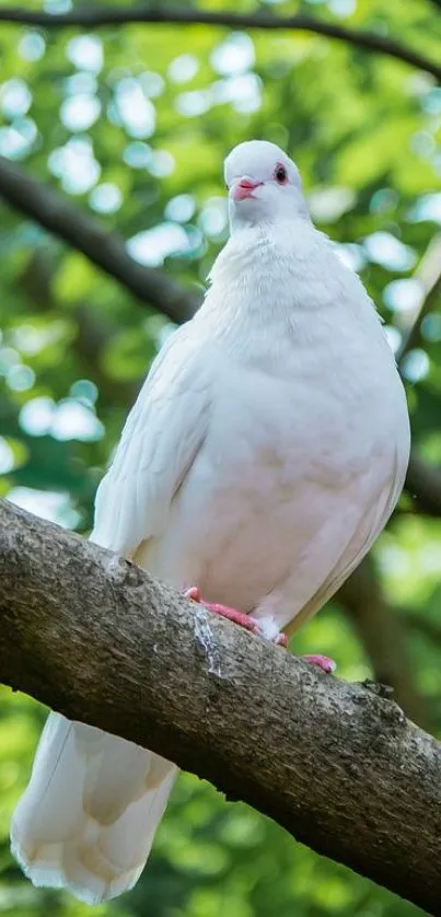 White dove perched on a tree branch in a lush green setting.